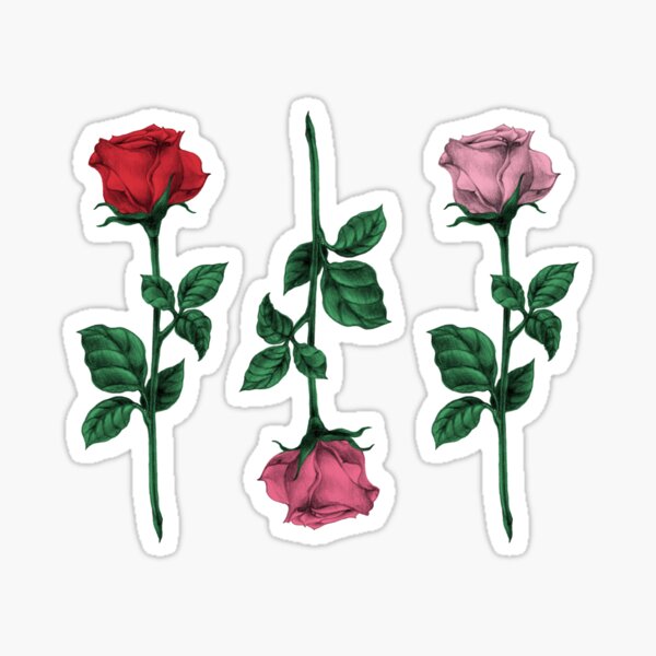 Red & Pink Rose sketch | Freehand botanical illustration drawing Sticker
