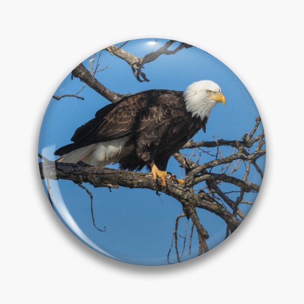 Item preview, Bald Eagle 2019-21 designed and sold by Thomasyoung.
