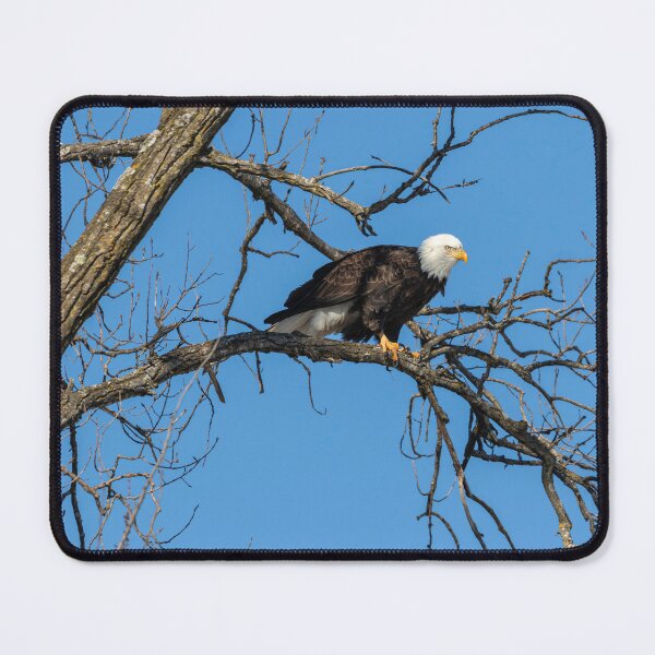 Item preview, Bald Eagle 2019-21 designed and sold by Thomasyoung.