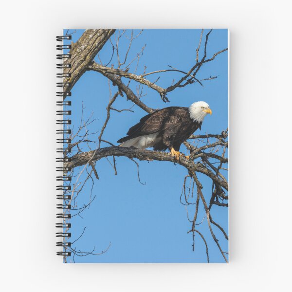 Item preview, Bald Eagle 2019-21 designed and sold by Thomasyoung.
