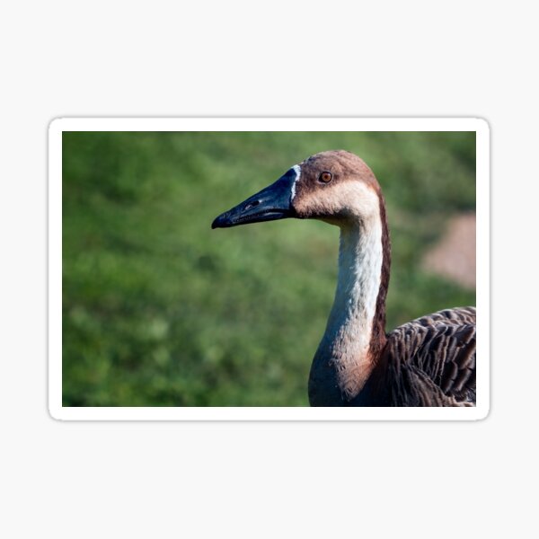 Swan Goose Sticker