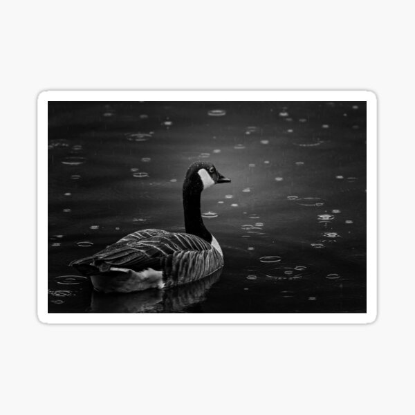 Canada Goose in the rain Sticker