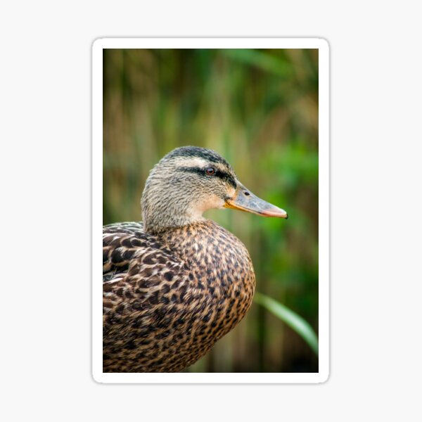 Mallard Duck Sticker