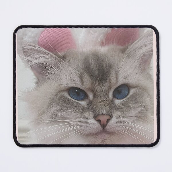 Item preview, Saoirse the sassy ragdoll cat designed and sold by Fluffycat2020.