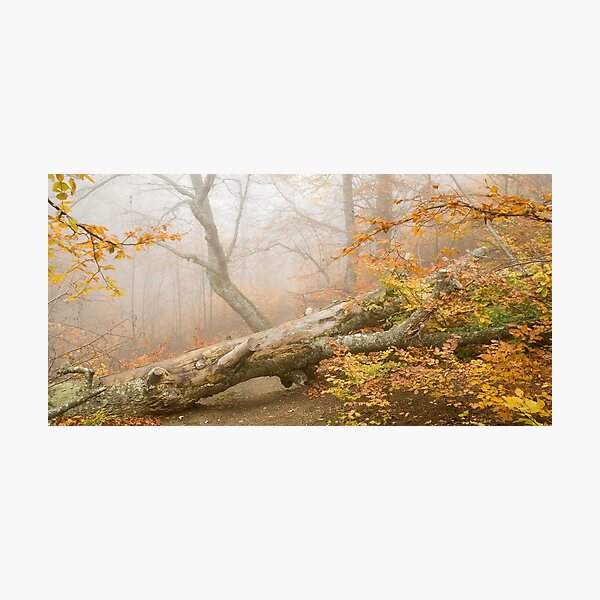 Item preview, Forest,Panoramic,widescreen prints,canvas,posters,metal,tapestries,duvet covers,shower curtains,forest print, Nature scene,Nature sunset designed and sold by eyesight4vision.