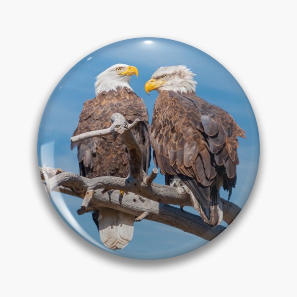 Item preview, Bald Eagle Pair Perched in a Dead Tree designed and sold by Jeff Goulden Photography.