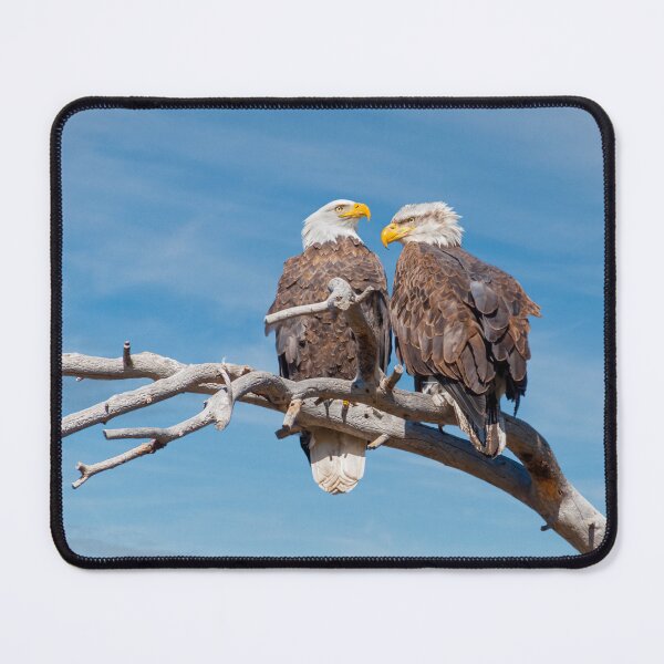 Item preview, Bald Eagle Pair Perched in a Dead Tree designed and sold by Jeff Goulden Photography.