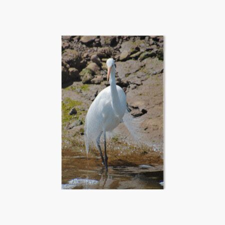 WADER ~ Great Egret by David Irwin DJIXF2LPH4M Art Board Print