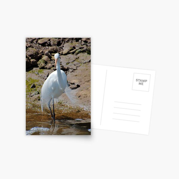 WADER ~ Great Egret by David Irwin DJIXF2LPH4M Postcard
