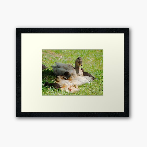 WATERFOWL ~ Domestic Duck by David Irwin DJIBBU8UBTC Framed Art Print
