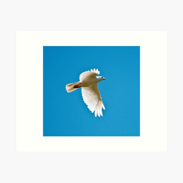 RAPTOR ~ White Goshawk by David irwin DJIJ8ZZM56W Art Print
