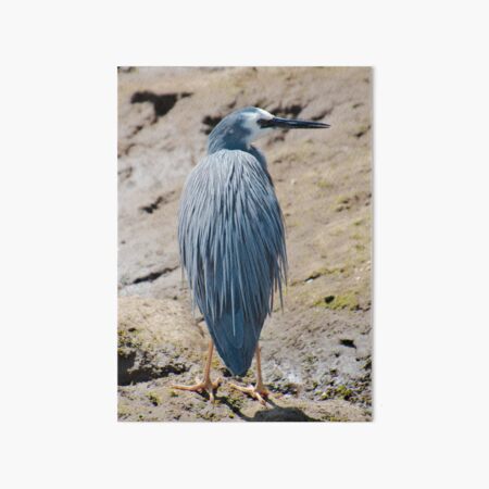 WADER ~ White-faced Heron by David Irwin DJIK34W97MW Art Board Print