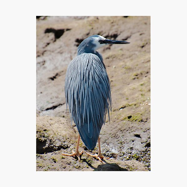 WADER ~ White-faced Heron by David Irwin DJIK34W97MW Photographic Print