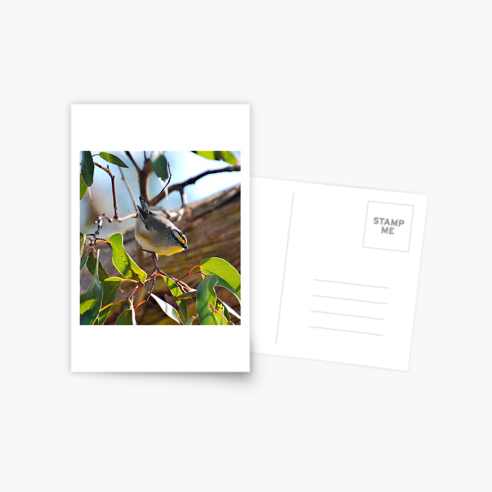 Item preview, Postcard designed and sold by tasmanianartist.