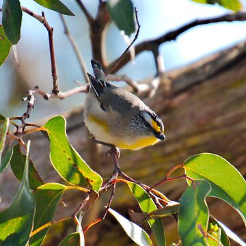 Artwork thumbnail, PARDALOTE ~ Striated Pardalote by David Irwin DJINEQTNPQ6 by tasmanianartist