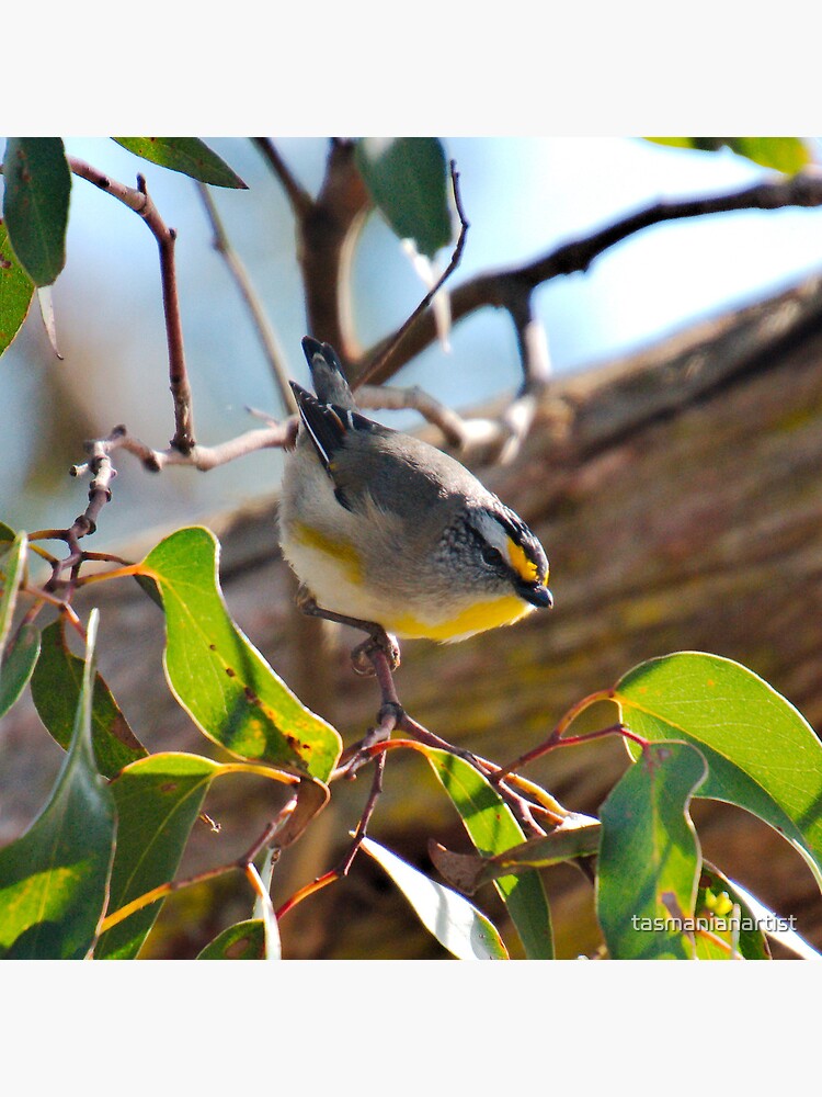 Thumbnail 2 of 2, Tote Bag, PARDALOTE ~ Striated Pardalote by David Irwin DJINEQTNPQ6 designed and sold by tasmanianartist.