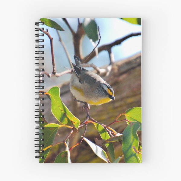 Item preview, PARDALOTE ~ Striated Pardalote by David Irwin DJINEQTNPQ6 designed and sold by tasmanianartist.