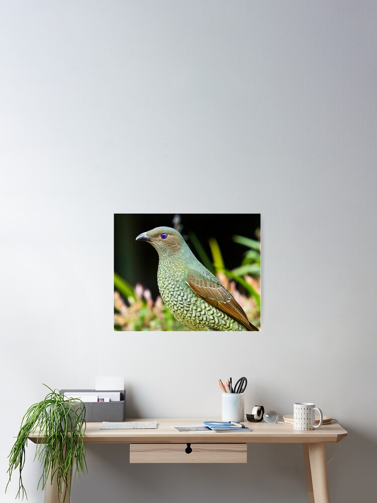 Bird Print A3 Male Satin Bowerbird Print Australian Birds Home & Living ...