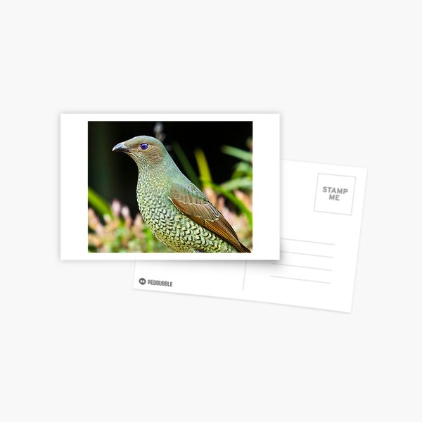 Australian Juvenile Male/Female Satin Bower Bird Postcard