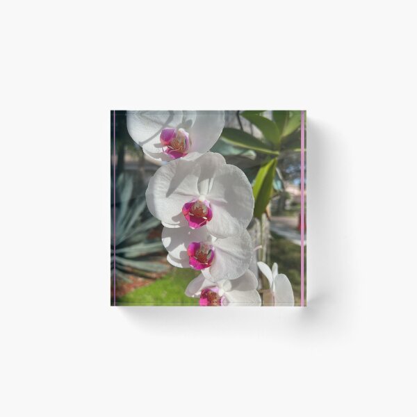 Item preview, White Orchids With Pink designed and sold by KarenZuk.