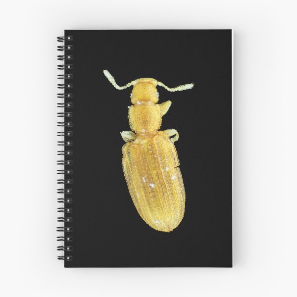 Item preview, Tiny minute brown scavenger beetle designed and sold by SDym Photography.