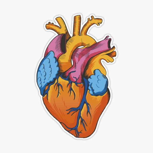 Realistic Heart Sticker Cardio Anatomy Medical Medicine Doctor