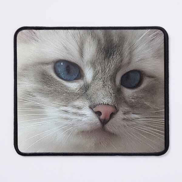 Item preview, Saoirse the beautiful ragdoll cat designed and sold by Fluffycat2020.