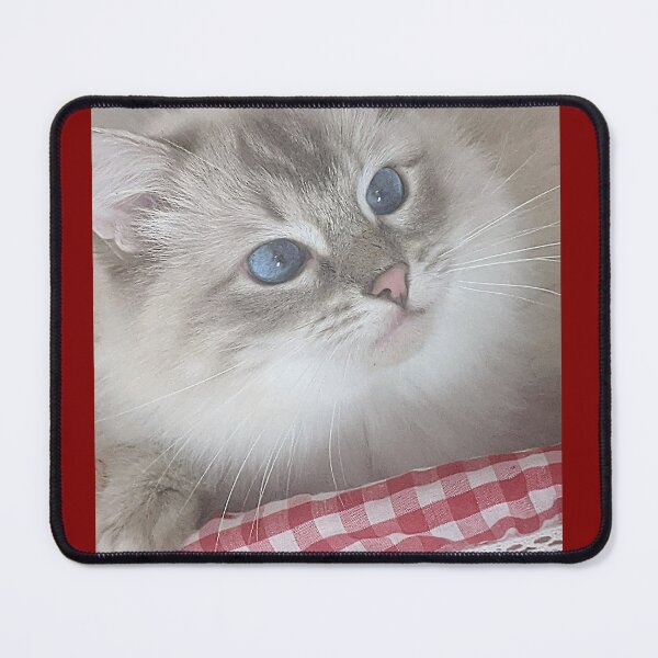 Item preview, Saoirse the beautiful ragdoll cat designed and sold by Fluffycat2020.