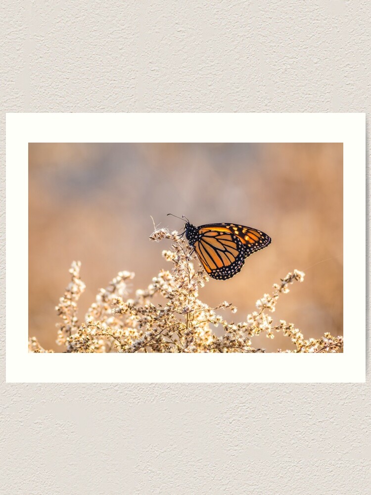 mariposa virrey vs monarca