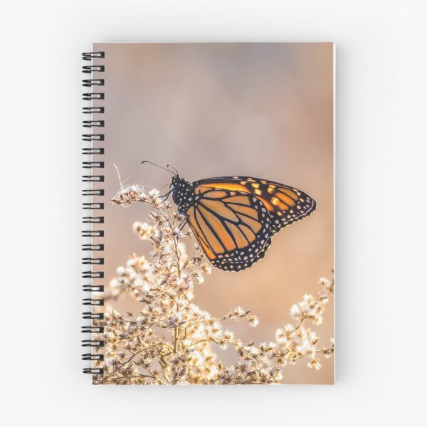 Item preview, Viceroy butterfly (Monarch family) perched on dried flowers designed and sold by Rabbitti.
