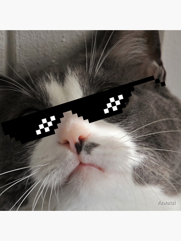 Gatos cool con discount lentes