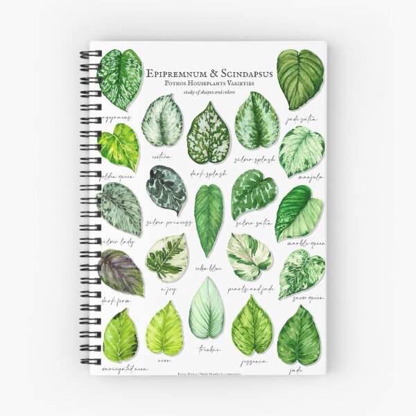 Item preview, Scindapsus pothos varieties light designed and sold by PetitMartin.