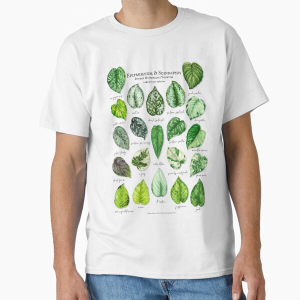 Aperçu de l'œuvre Variétés de Scindapsus pothos légères créée et vendue par PetitMartin.