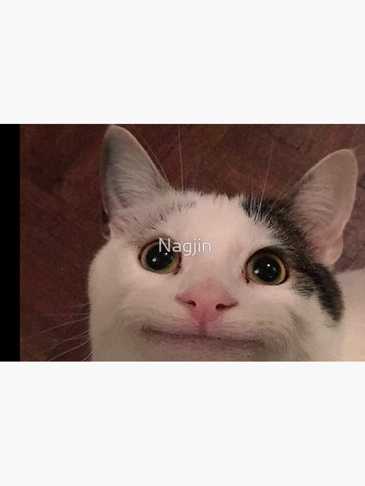 Beluga The Cat Meme Origins ! - Imgflip