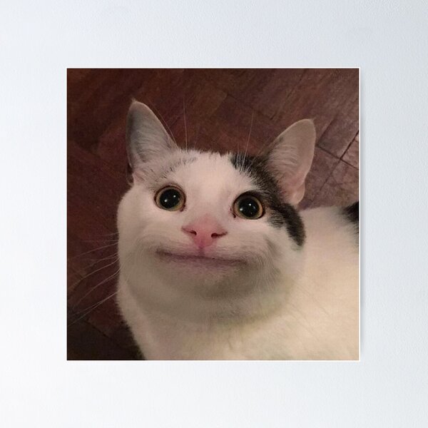 Download Selfie Cat Funny Discord PFP Wallpaper