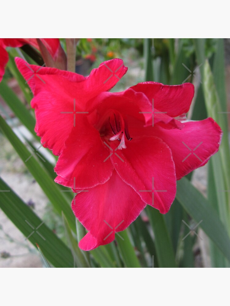 Bolsa de tela «Flor de gladiolos rojos» de WM1987 | Redbubble