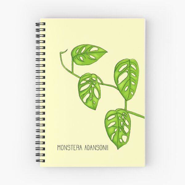 Item preview, Monstera Adansonii Swiss Cheese Plant designed and sold by ddaisies.