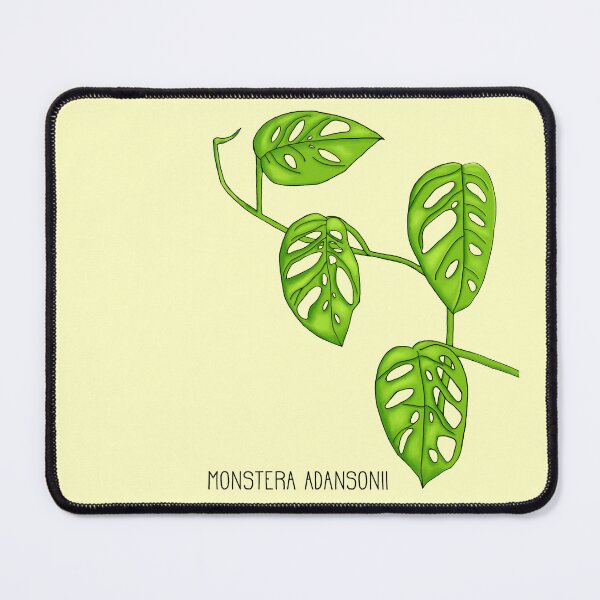 Item preview, Monstera Adansonii Swiss Cheese Plant designed and sold by ddaisies.