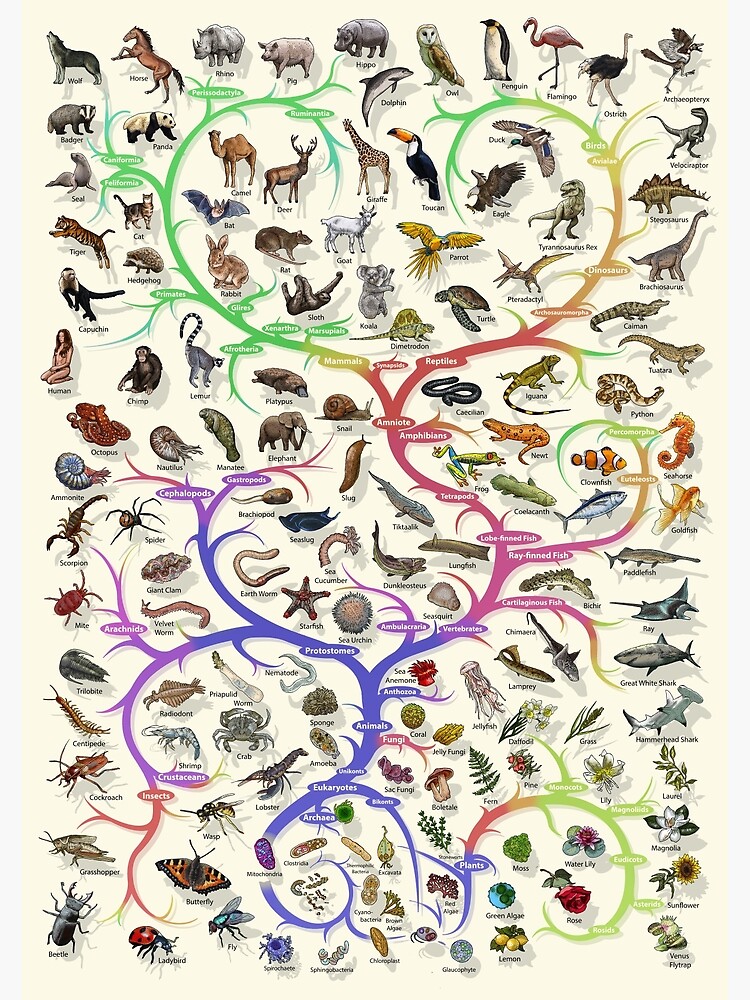 Animal and Plant Evolution - Tree of Life Poster - English - No Timescale by EvolutionPoster