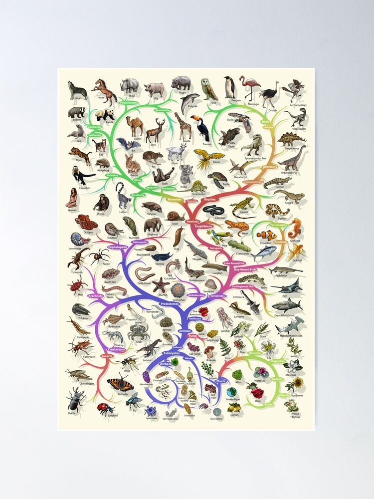 Alternate view of Animal and Plant Evolution - Tree of Life Poster - English - No Timescale Poster