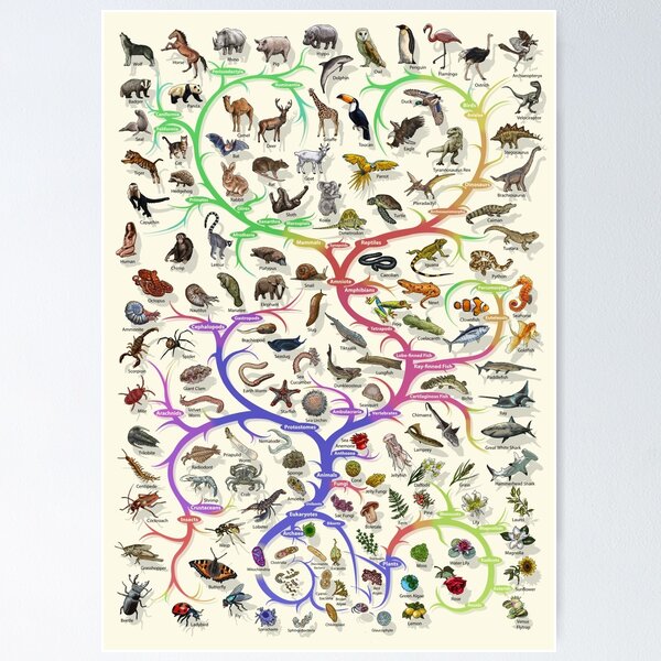 Item preview, Animal and Plant Evolution - Tree of Life Poster - English - No Timescale designed and sold by EvolutionPoster.