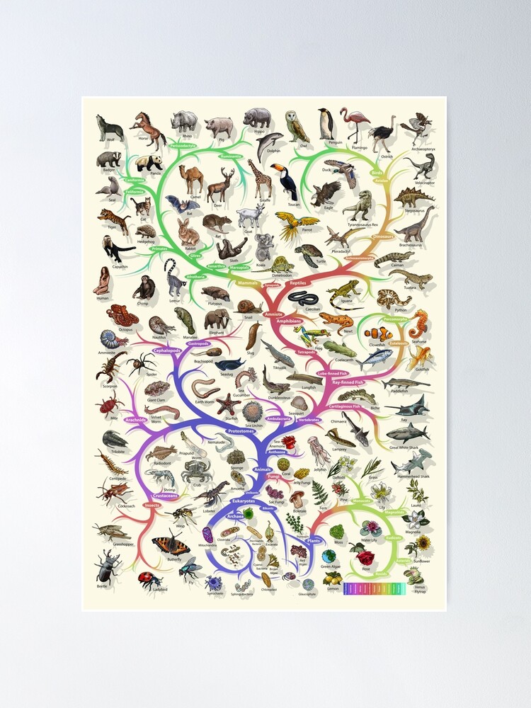 Alternate view of Animal and Plant Evolution - Tree of Life Poster - English Poster