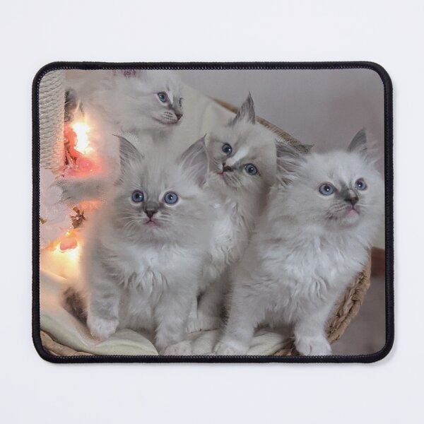 Item preview, Ragdoll kittens designed and sold by Fluffycat2020.