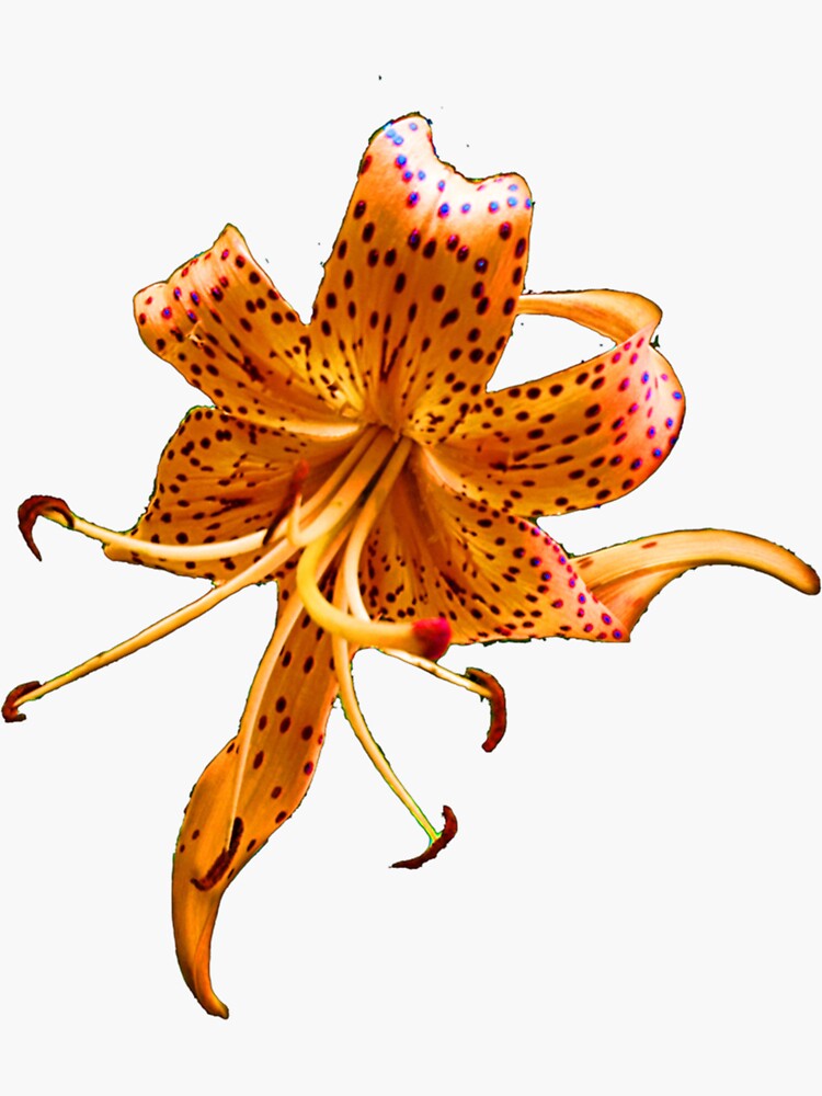 "Tiger Lily Flowers " Sticker for Sale by Magicideat Redbubble