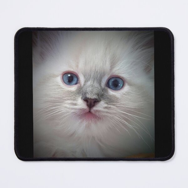 Item preview, Cute ragdoll kitty face designed and sold by Fluffycat2020.