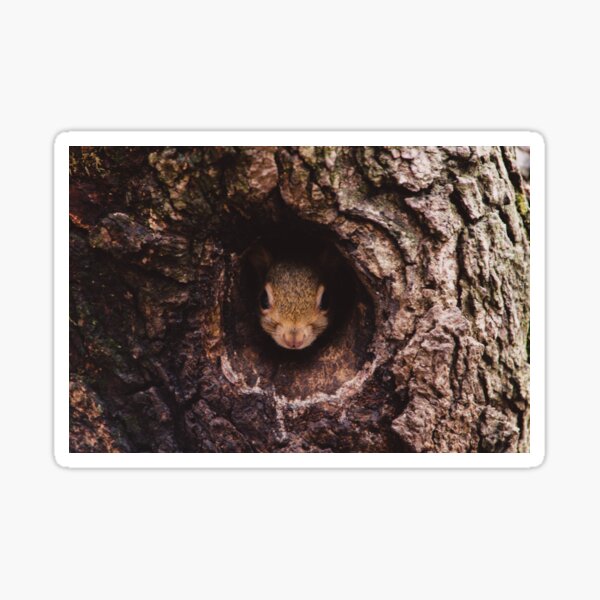 Item preview, Squirrel in Tree designed and sold by Lindsay Osborne.