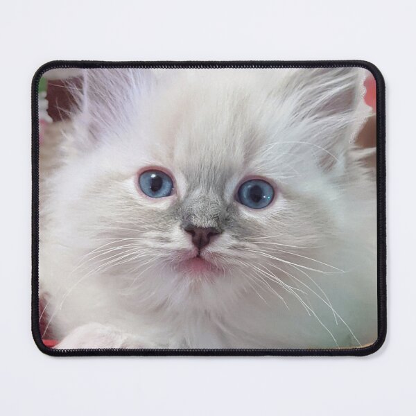 Item preview, Lynx ragdoll kitten designed and sold by Fluffycat2020.