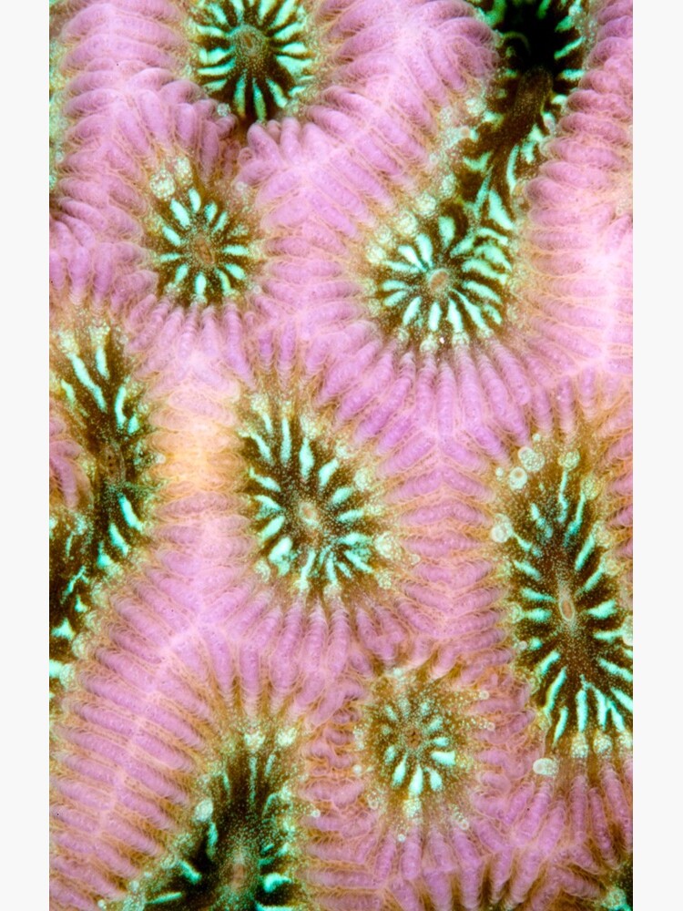 Coral polyp abstract by DavidWachenfeld