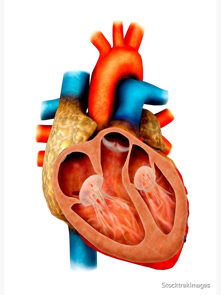 Anatomie du coeur de Stocktrek Images en poster, tableau sur toile et plus