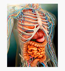 Perspective view of human body, whole organs and bones. Photographic Print